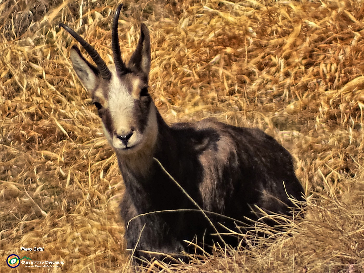 02 Siamo osservati a distanza da un bel camoscio.JPG